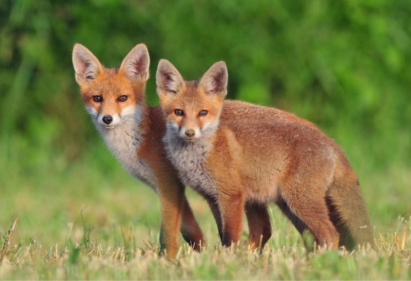 Fox Mating Habits and Behavior