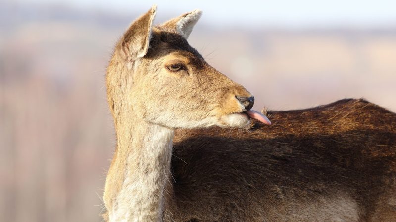 Funny Names for Pet Deer