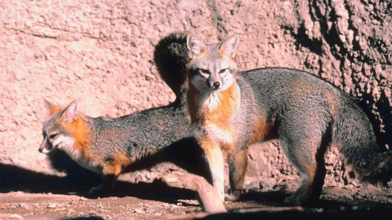 Gray Foxes