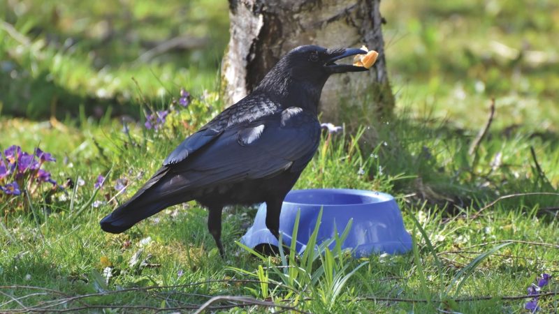 How Do Ravens and Crows Act as Pets