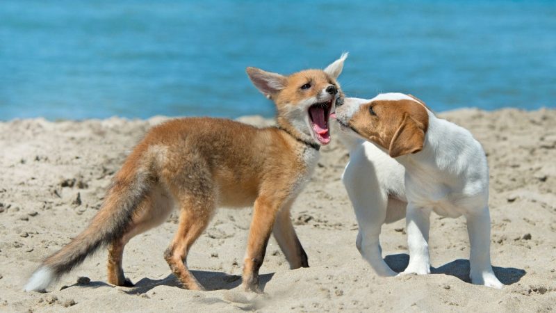 How Foxes and Dogs Are Different