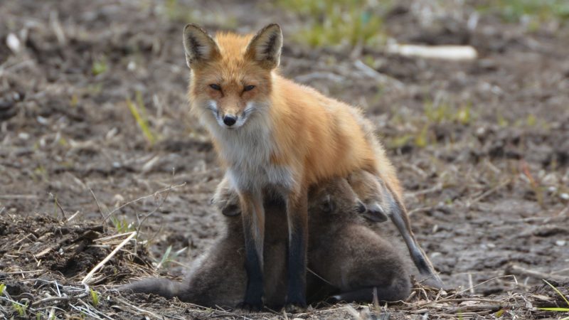 How Long Do Baby Foxes Stay With Their Mother