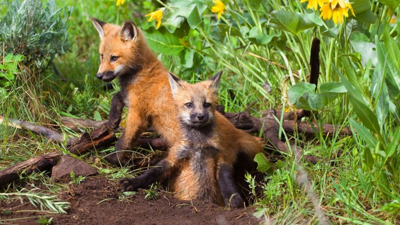 How Long Do Baby Red Foxes Stay In Their Den