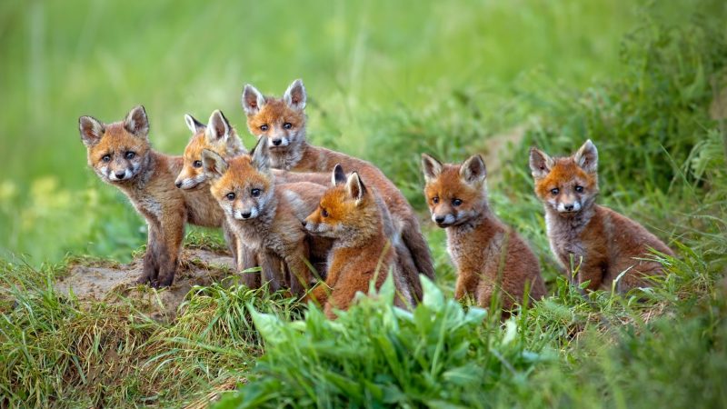 How Many Babies Do Red Foxes Have