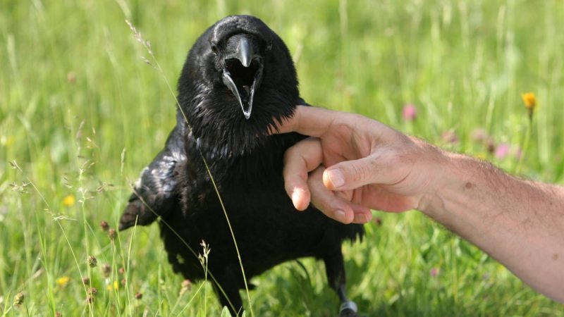 How to Attract Crows and Ravens to Your Garden