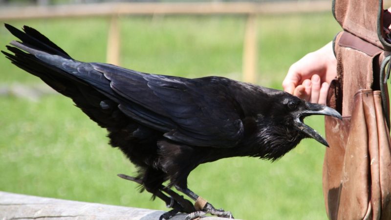 Is It Legal to Own a Raven