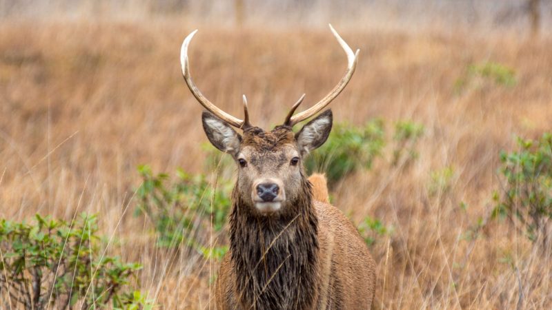 Male Deer Names