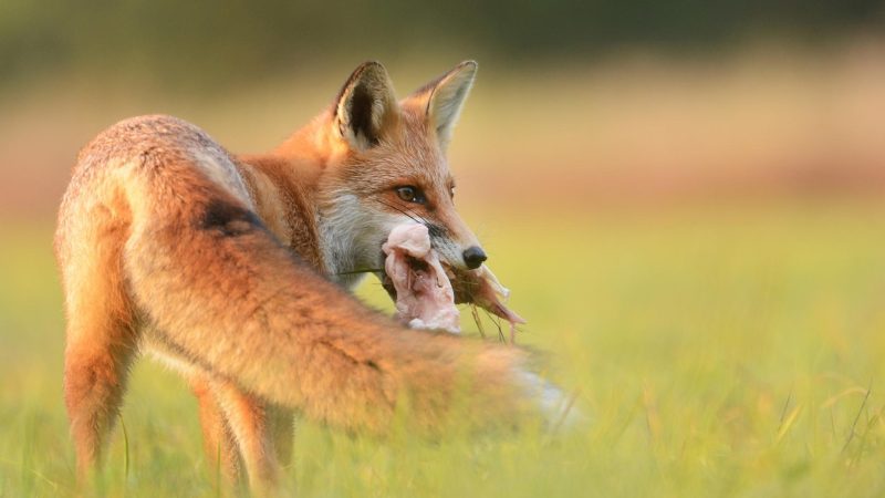 Pet Fox Diet