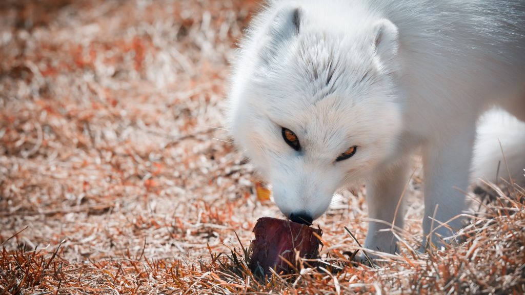 Pet Fox Diet