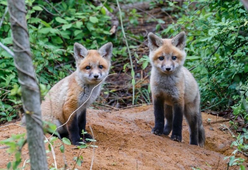 Red Fox Babies All You Need to Know!