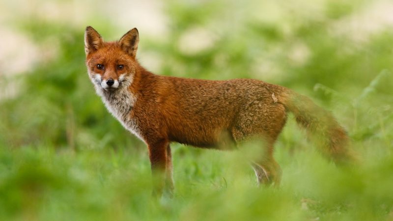 Red Fox Gestation