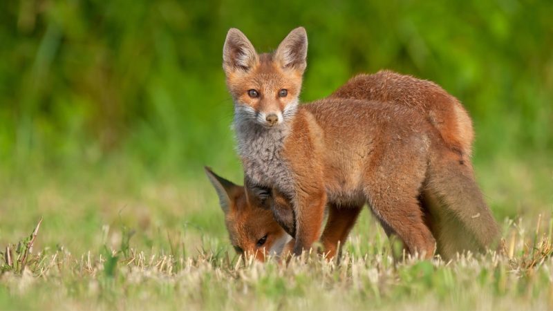 Red Foxes Mating