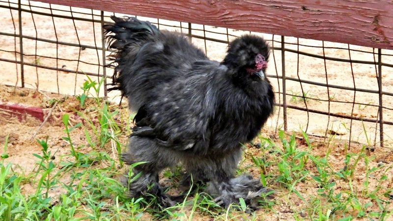 Silkies