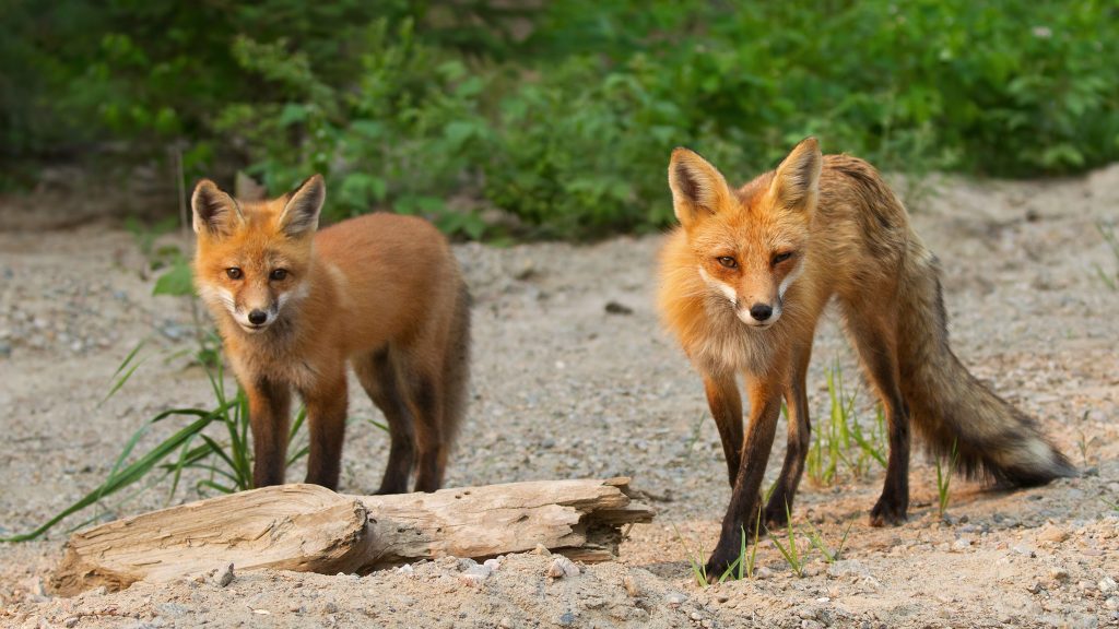 Social Behavior of Foxes