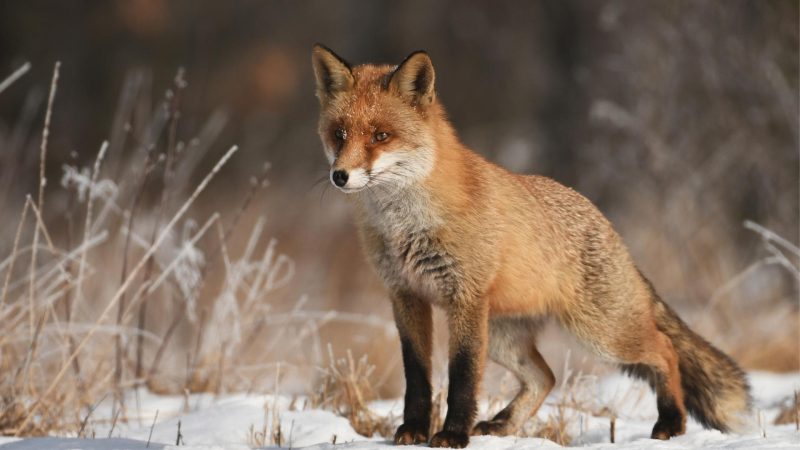 The Legality of Pet Foxes