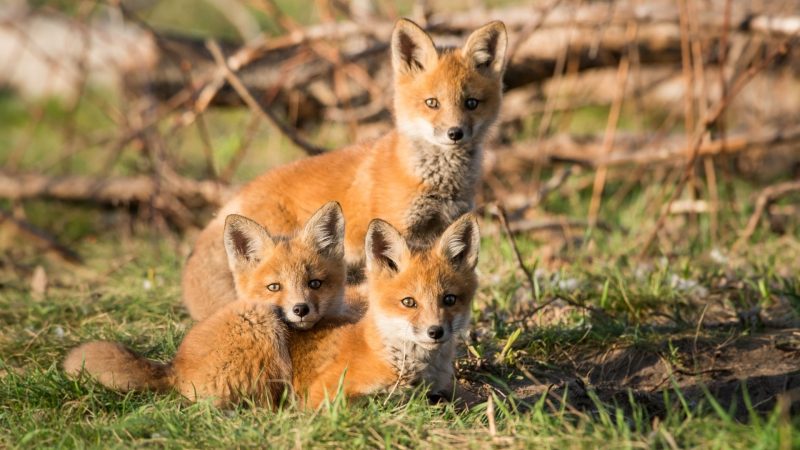 What Are Red Foxes Babies Called