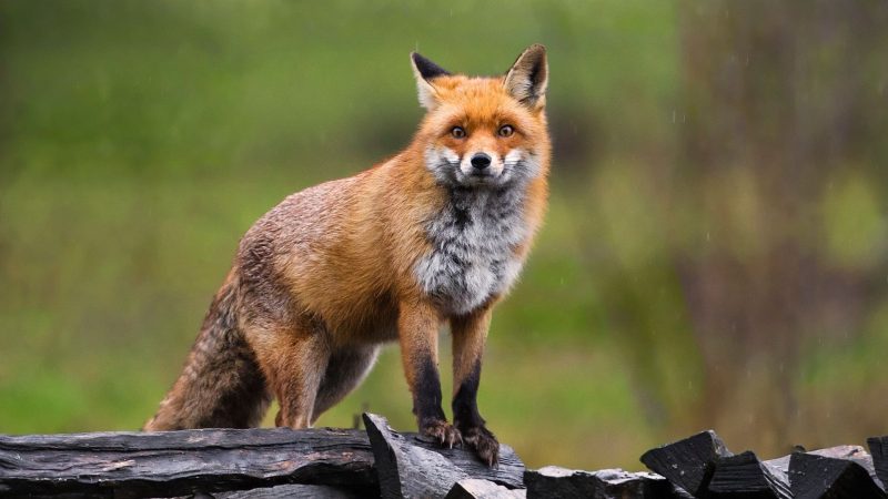 What Are Red Foxes
