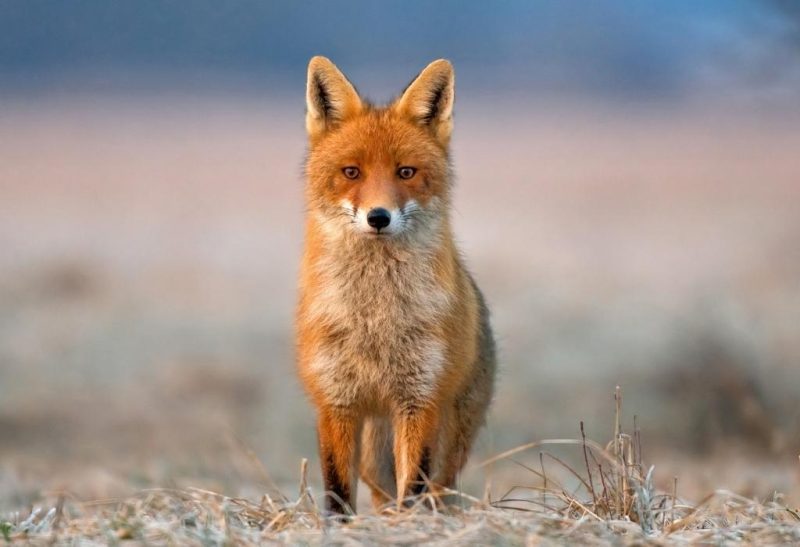 What Are the Different Colors of Foxes