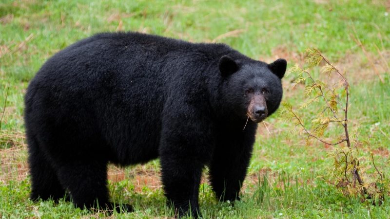 What Do Black Bears Do During the Day