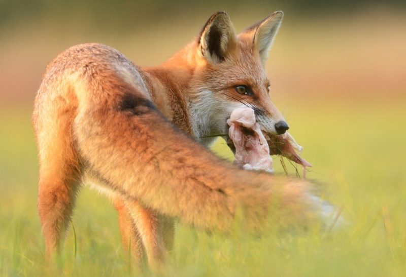 What Do Foxes Eat Information And Guide Exotella