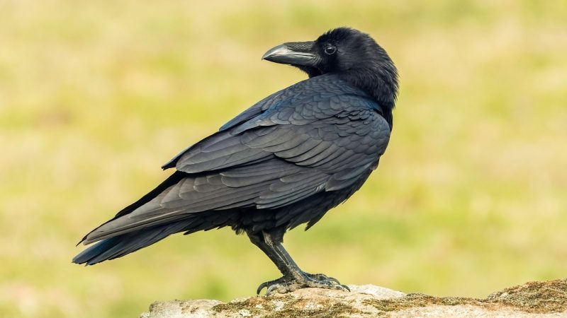 What Is a Raven What Do They Look Like