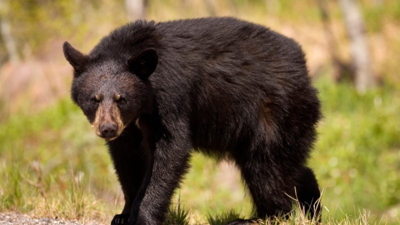 What Months are Black Bears More Aggressive