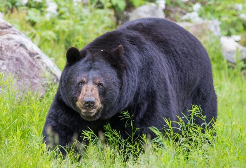 When Are Black Bears Most Active