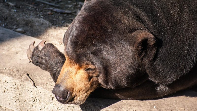 When Do Black Bears Sleep Each Day