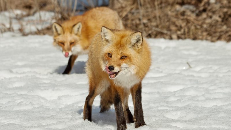 When Is Fox Mating Season