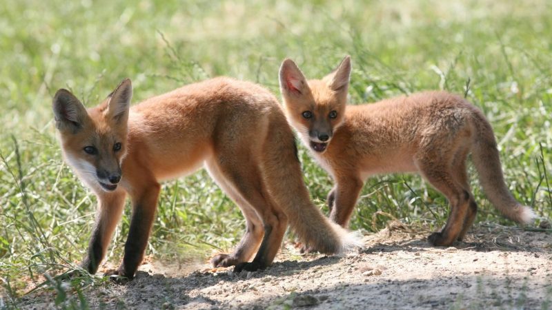 Why Do Foxes Scream When They Mate