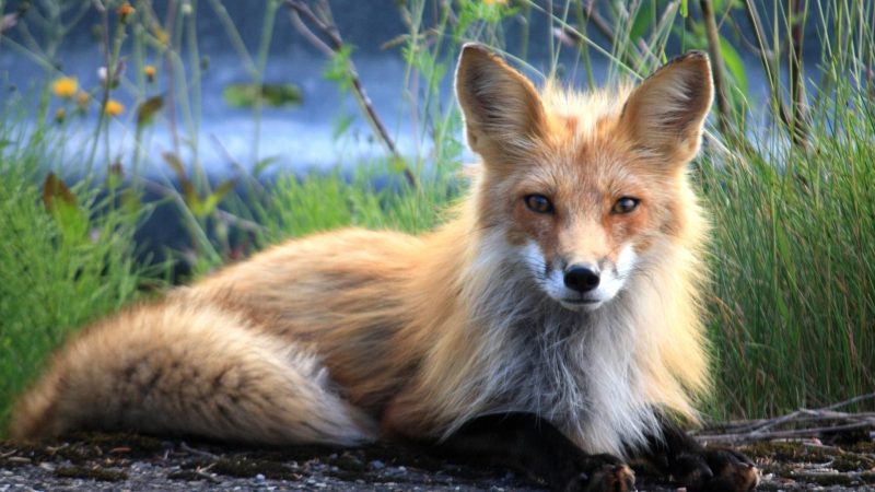 Why Some Foxes Change Color