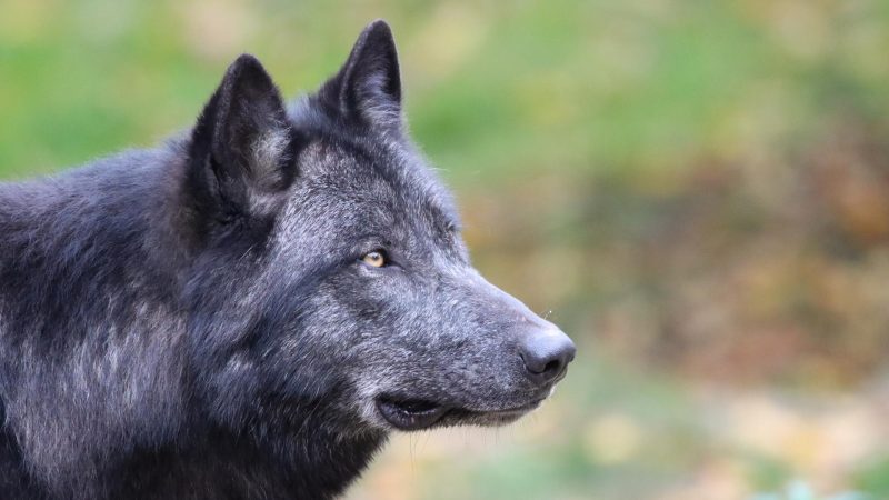 Black Wolf Names