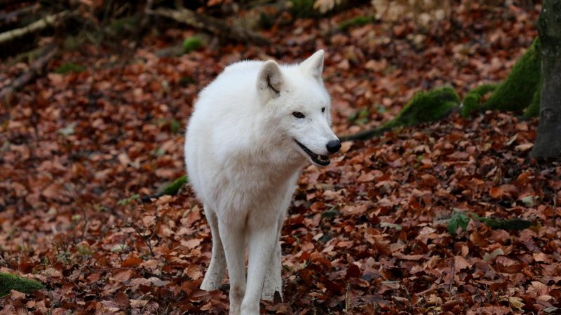 Cool Wolf Names