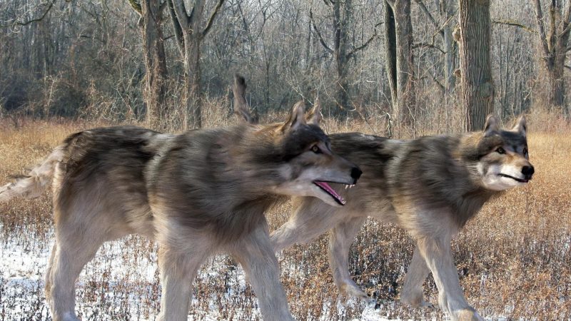 Dire Wolf Names