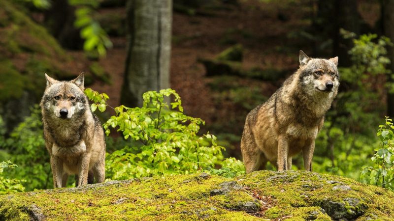 Evil Wolf Names