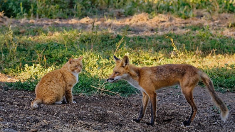 Fox and Cat