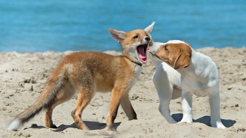 Fox and Dog