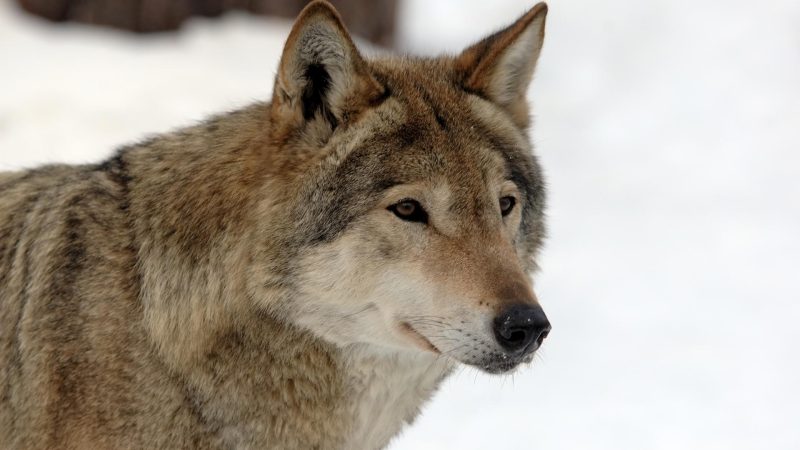 Tips on Naming a Female Wolf