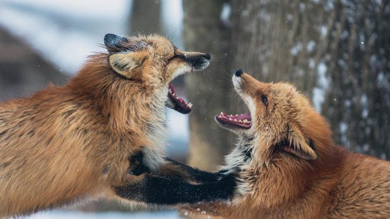 Why Do Foxes Scream at Night? | Information and Facts! - EXOtella