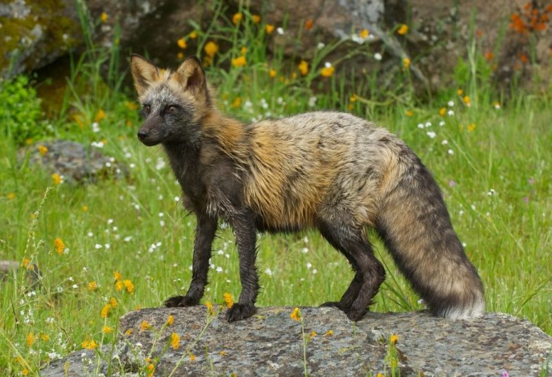 What Is a Cross Fox Facts About Cross Foxes