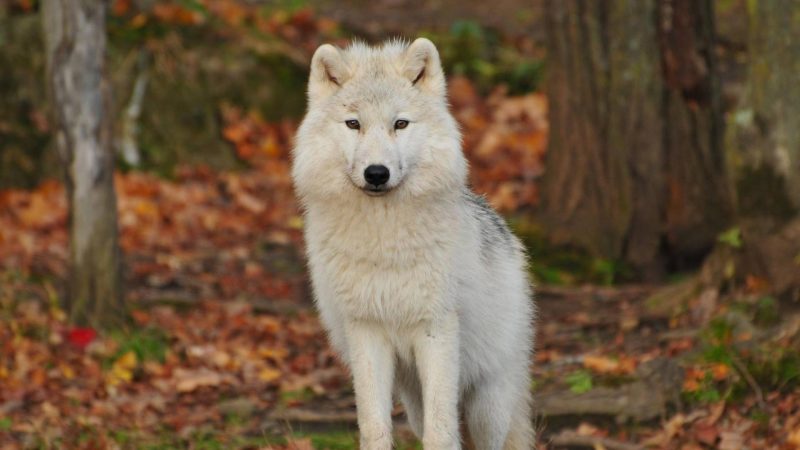 White Wolf Names