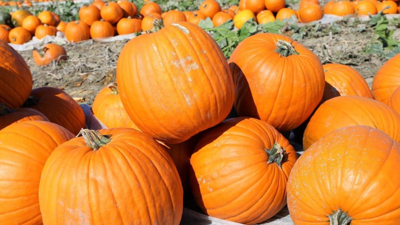 Are Pumpkins Healthy for Deer