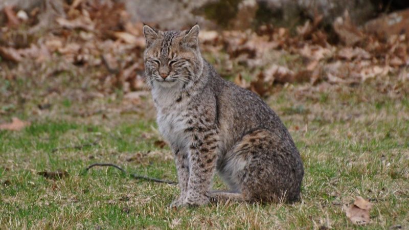 Can Bobcat Poop Spread Disease