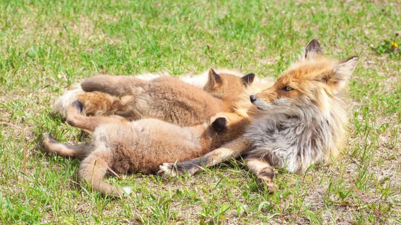 Do Both Parents Both Raise Fox Kits