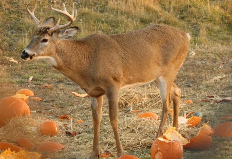 Do Deer Eat Pumpkins