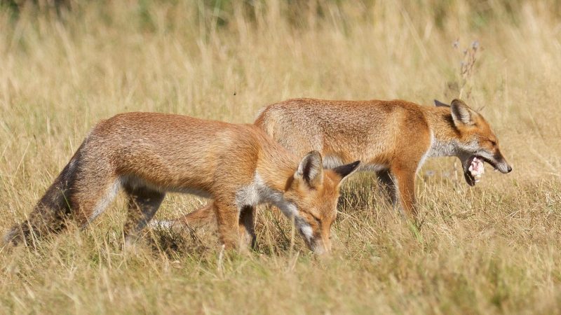 Do Fox Cubs Stay Together