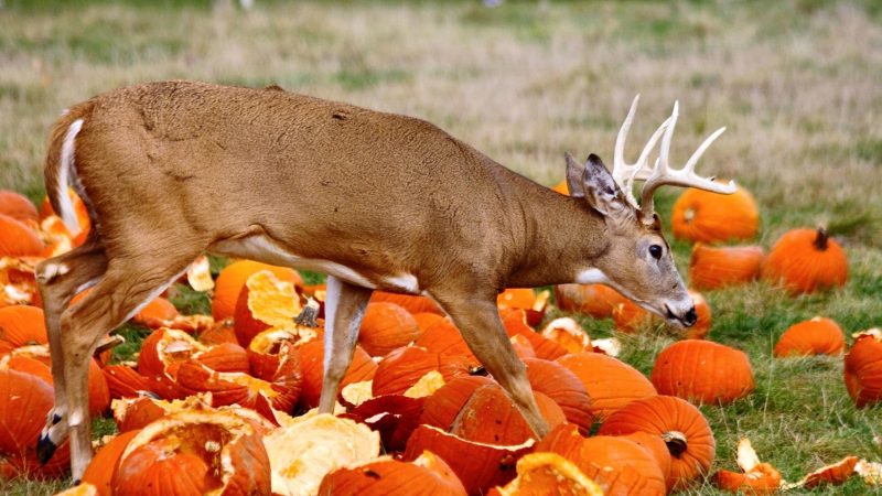 Do Pumpkins Attract Deer