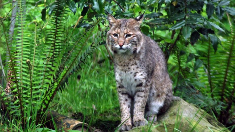 What Does Bobcat Poop Look Like? | Information And Facts - EXOtella