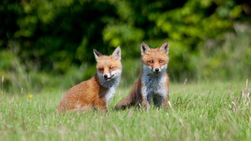 How Long Do Fox Cubs Stay With Their Mother