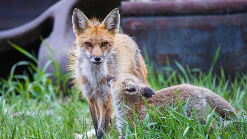 How Often Do Foxes Have Babies